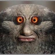 奇妙な生き物たち Kimyou Ikimono Twitter 奇妙な生き物たち Kimyou Ikimono Twitter