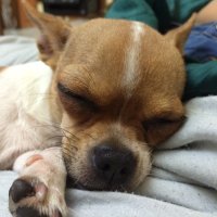 ROLLY (@parsefone) 's Twitter Profile