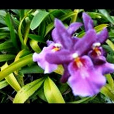 manulai's profile picture. Enjoy life, family, friends, laughter, pets, Disney, 24hours