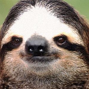 I am the only Sloth on the planet who is a huge wrestling fan. #GenuineSloth