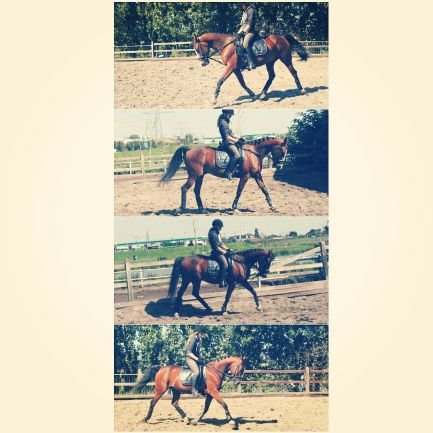 Proud owner of draver Flame (Open the Sky x Maple Kivietshof) Boerderij van Nierop ♡ werkt bij @bontehaas