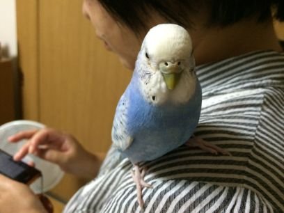 セキセイインコと文鳥がいます