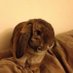 Lemmy (@baileybun1) Twitter profile photo