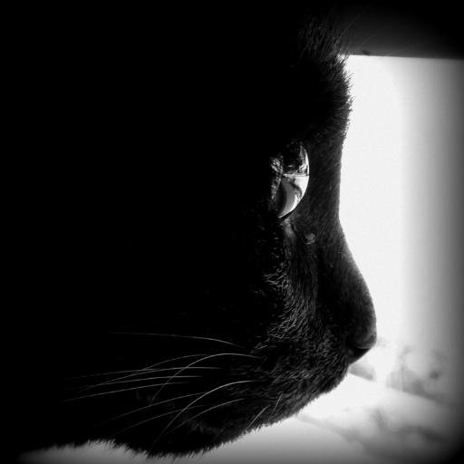 frenk_kvlr Profile Picture