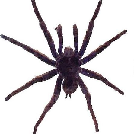 adnblack3's profile picture. eye for an eye and tooth for a tooth