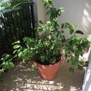 Drezzy - @DrewHilton404 - Twitter