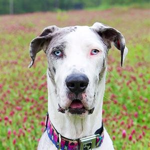 Dog photographer. 
Every dog has a story.