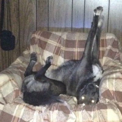 TeemingMussel0's profile picture. 