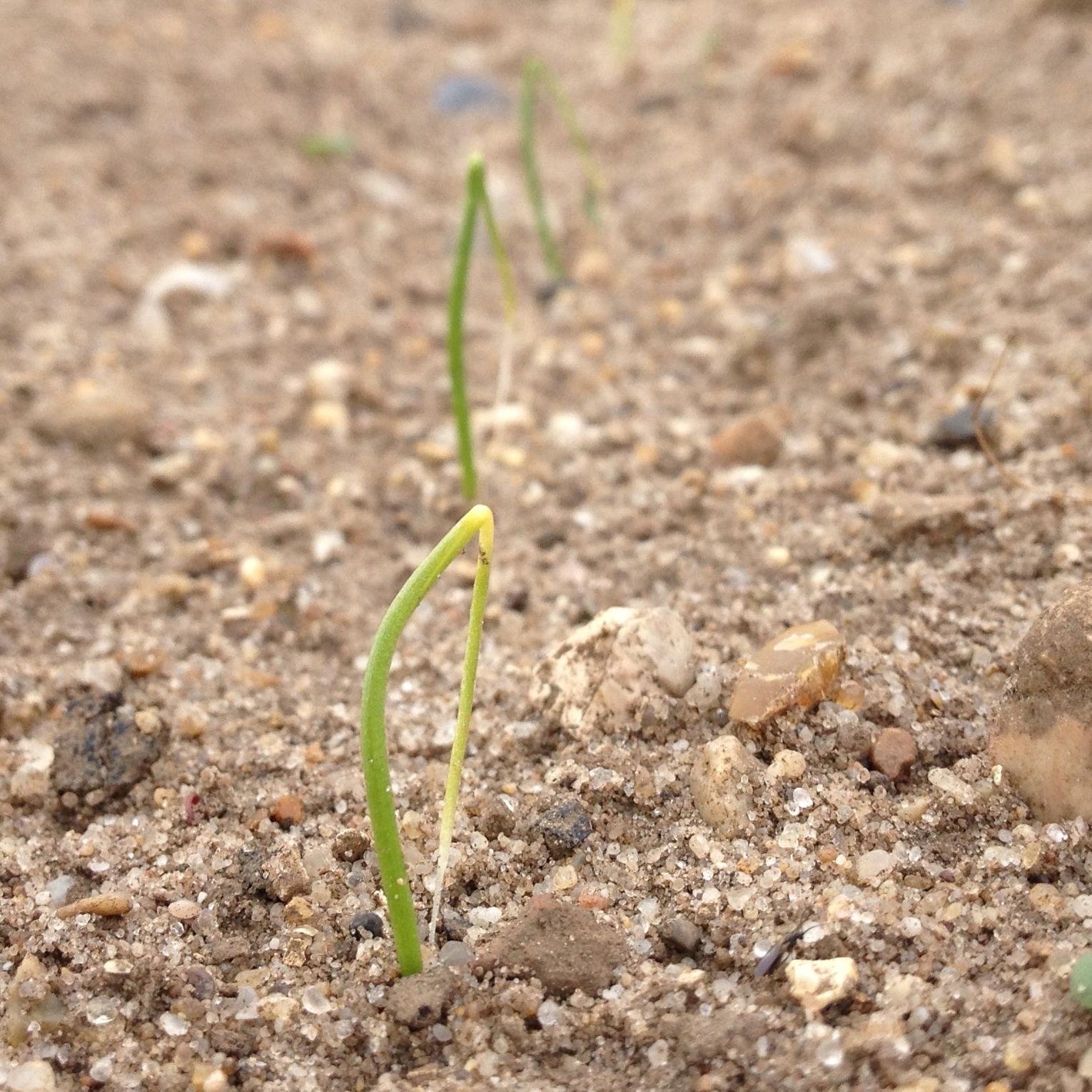 Onion producer based in the Stour Valley on the Essex/Suffolk border