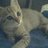 robin_ima's profile image