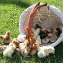 gary clark - @Homefarmpoultry - Twitter