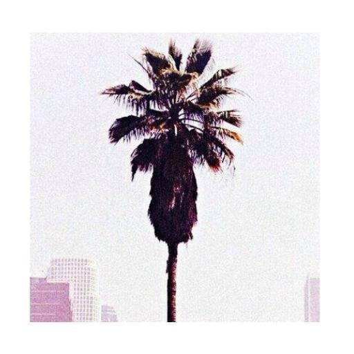 _tropicxl's profile picture. stay humble |