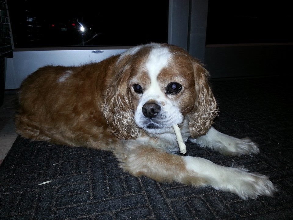 BudsFoundation's profile picture. I'm a senior dog looking to do great things with Buddy's Foundation for good causes. We raise money one pint at a time with craft beer events and festivals.