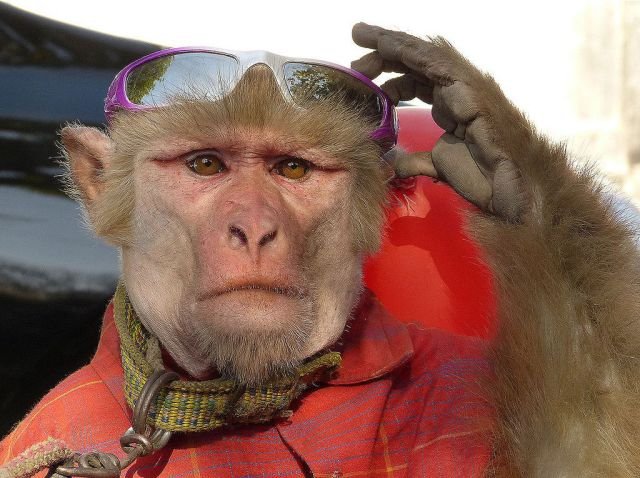 ZiggysFunhouse's profile picture. 