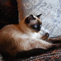 Dt.Apeks Locator (@xyzx_kedi) Twitter profile photo