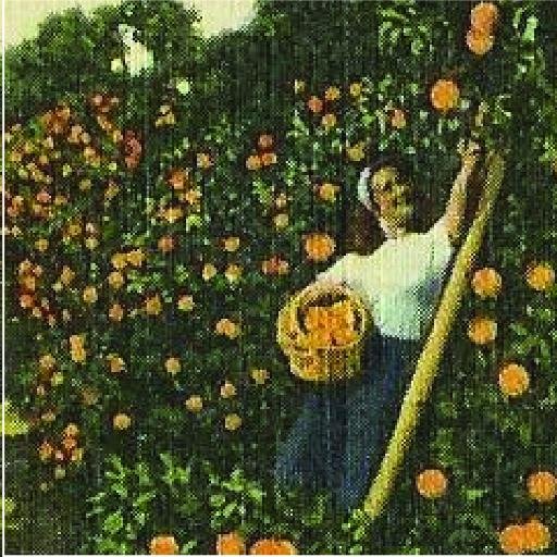 Orange Grove Music 