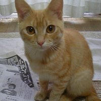 茶とら女子🐱あんず🐈 (@makichan7m3) 's Twitter Profile Photo