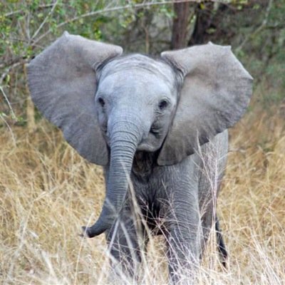 This account was made for my love of elephants following back until 200