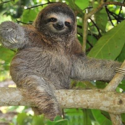 The CRITICALLY ENDANGERED PYGMY SLOTHS of Panama are being EATEN BY PEOPLE! Please SIGN the PETITION to PROTECT THEM IMMEDIATELY!