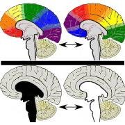 Dichotomous thinking is the greatest barrier to a goal-oriented world. Cortex vs. Reptilian brain.