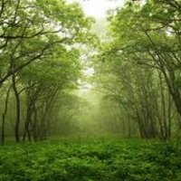 Forrest (@forrestwozniak) 's Twitter Profile