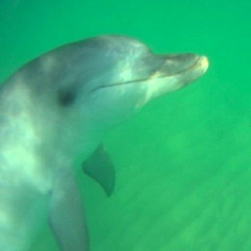 One of the most fascinating mysteries of the natural world, is the 'friendly' dolphin phenomenon. Yera is a young female solitary or lone dolphin