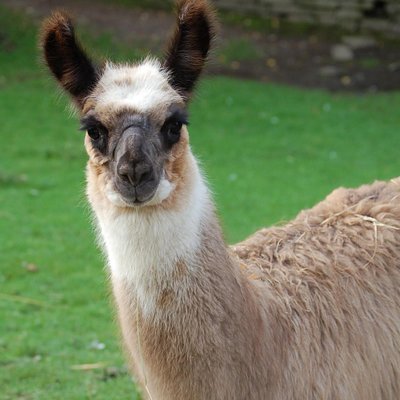 High Park Zoo Volunteer