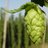 Hops