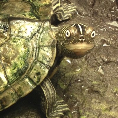 beccosaurus's profile picture. 