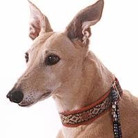 Arizona Adopt A Greyhound has been finding forever homes for retired racing greyhounds in Arizona since 1990. Follow us to learn how to have one of your own!!