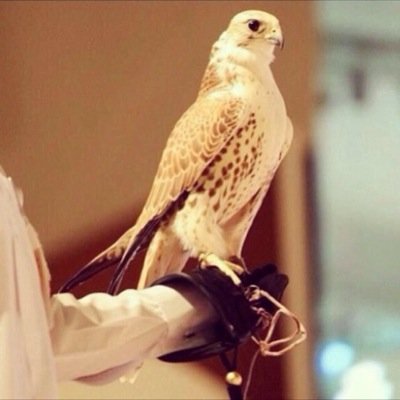 سوف يأتي يوم لا أكون معكم وسوف تدخلون لتقرأوا ماكتبت فإن وجدتم مايؤجرني أنشروه وإن وجدتم ما يؤثمني أتركوه وأستبيحوني