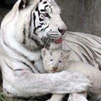 borgeaisisabell's profile picture. 