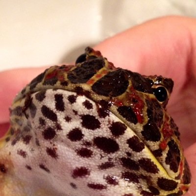 魚とか植物とかカメとかカエルとかイモリとかが好きです。2014年の目標、ビカクシダ原種コンプリート！