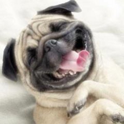 思わず笑顔になる 癒しの動物 Tossabsdwlgtamu Twitter 思わず笑顔になる 癒しの動物 Tossabsdwlgtamu Twitter