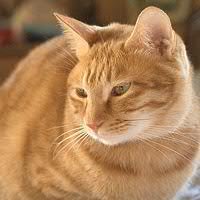 takeshi777J's profile picture. たけしといいます。

趣味はサイクリング、読書（特に雑学関連や文庫本）、映画鑑賞（邦画、洋画、白黒問わず）、自然風景の画像収集。

星座は射手座。
血液型：AB型

よろしくお願いします。