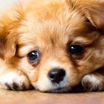 犬好きのシーサー Seesaa Bunchin Twitter