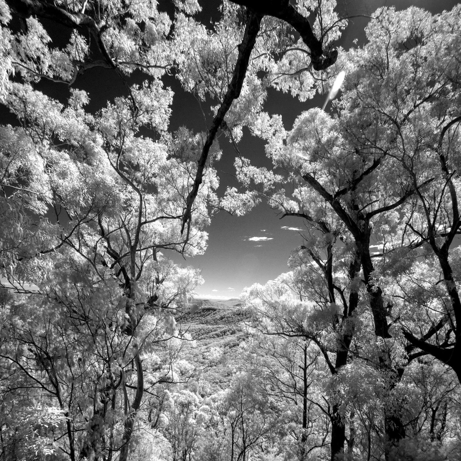 PhotoInfraRed's profile picture. My journey learning how to snap and play with Infrared photos.
