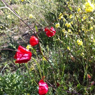 LlandowNewydd's profile picture. 