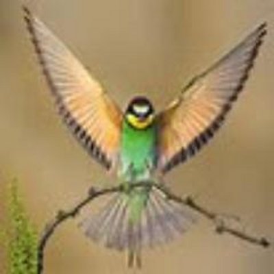 free bird stayafreebird twitter