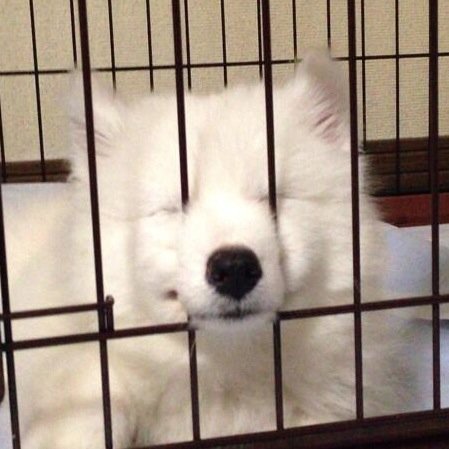 猫より犬/いろんな犬の写真をあげていきます！/相互フォロー歓迎