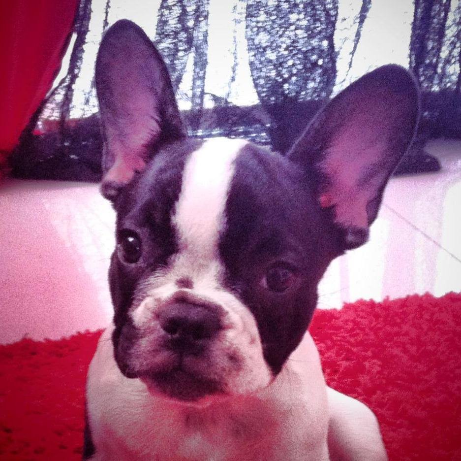 MissFrenchieM's profile picture. 