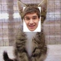 @nzatheart is either following you back bc she's on follow limit or free follow :)