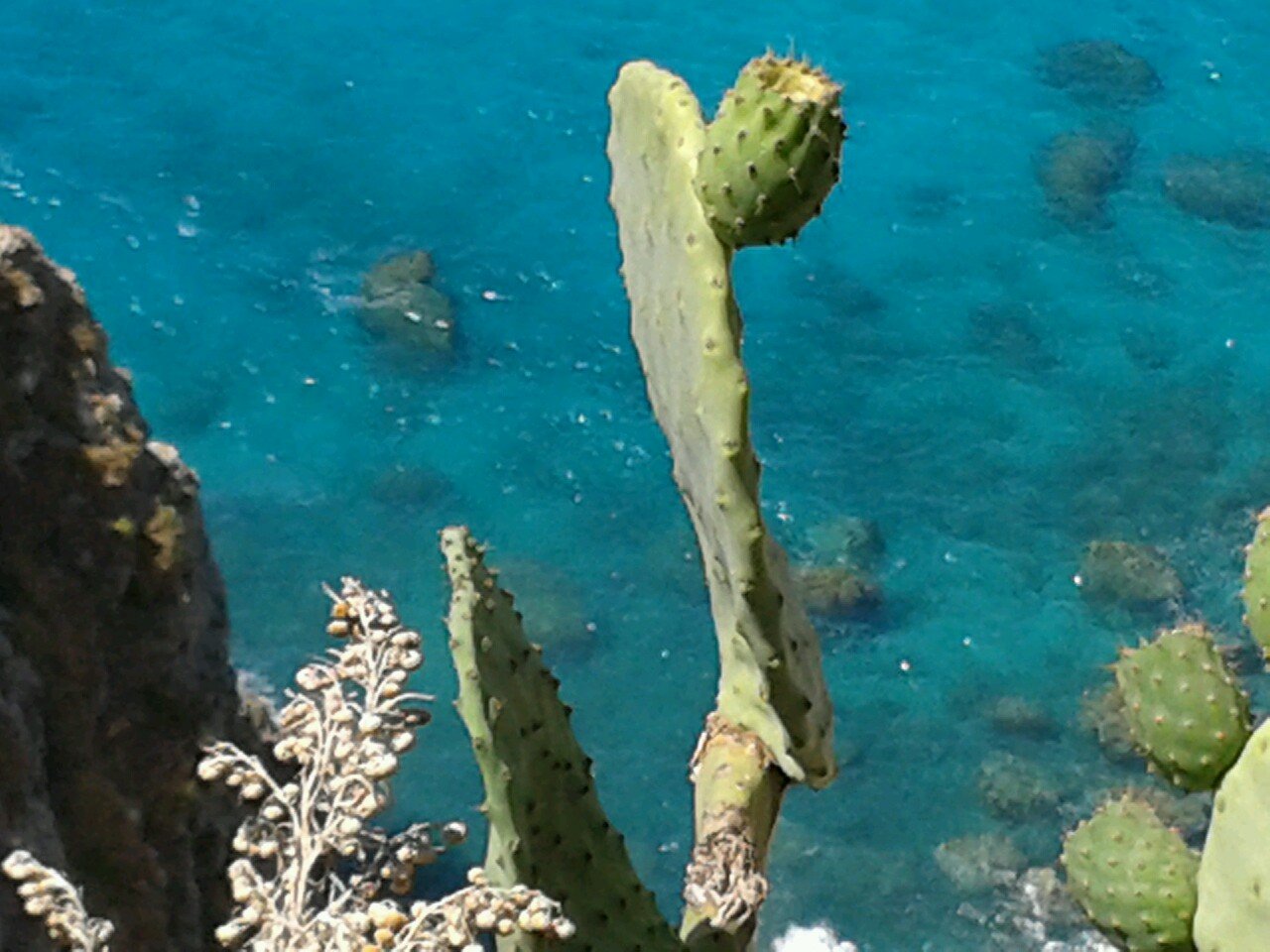 agronomo