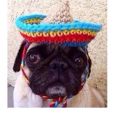 Just your average Pug. Instagram: @ratchet_pug