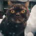 Dmitry (@hitogirai) Twitter profile photo Dmitry (@hitogirai) Twitter profile photo