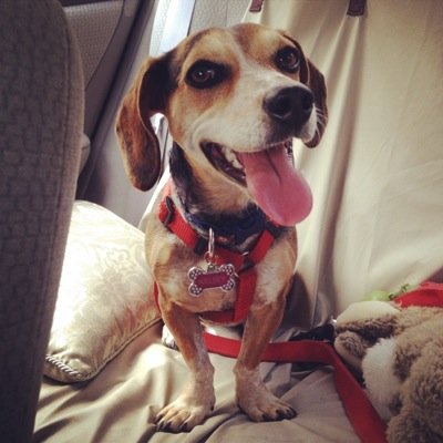 Part Beagle, part Dachshund. All cute. I love my humans @twinkletaters & @ninjaj03! Southern Belle turned Vermonter. @DREAMRescue alum. #luckydog