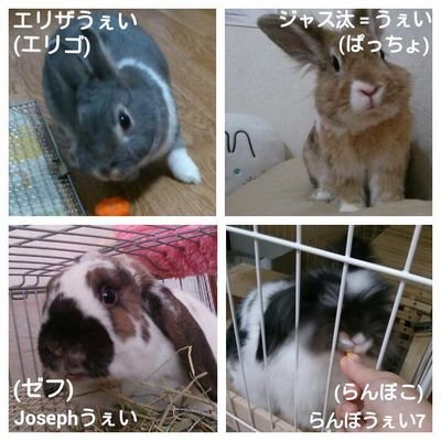 ミニウサギ4兄弟
エリザうぇい♀8歳❁
ジャス汰＝うぇい♂6歳❁
Josephうぇい♂5歳❁
ランボうぇい7♂4歳  無言フォロー失礼します
