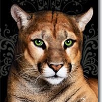 Curtis Middle School (@curtiscougars) 's Twitter Profile