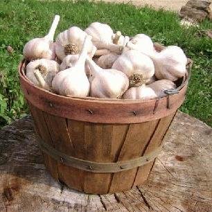 GarlicFestVT's profile picture. Vermont Stinks