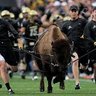 bpank1's profile picture. Husband, Father, Real Estate Broker and big fan of the CU Buffs!!!